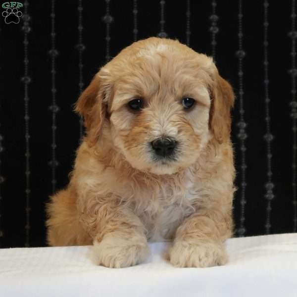 Ginger, Mini Goldendoodle Puppy